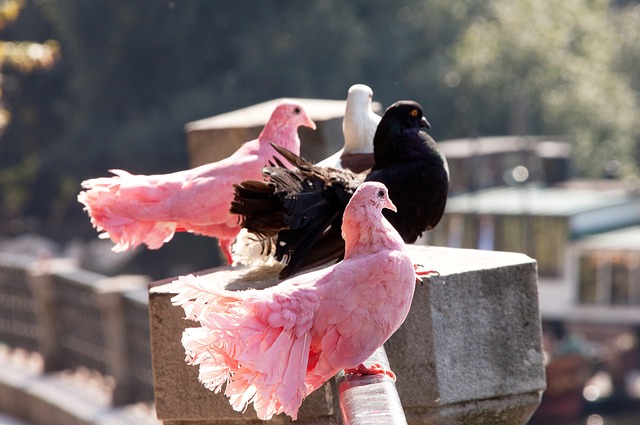 分到如今落 分到如今落